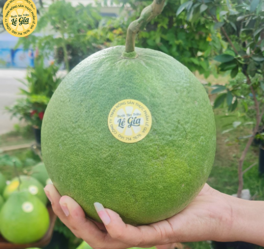 Set 12 trái Loại VIP đẹp (1.3kg - 1.5kg)