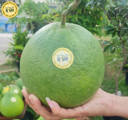 Set 6 trái Loại VIP đẹp (1.3kg-1.5kg)