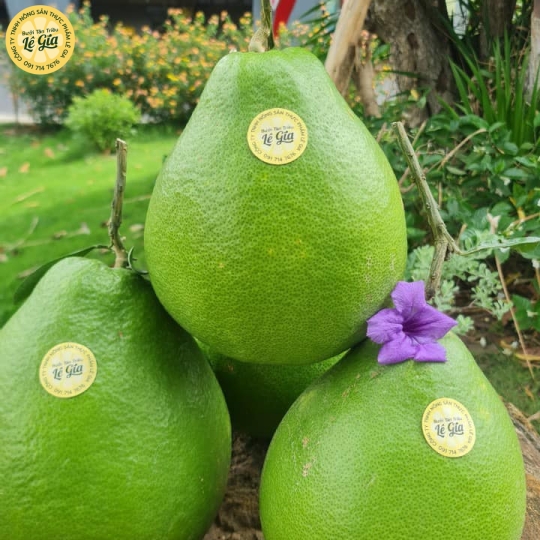 Set 6 trái Đường Lá Cam Loại 2 (1kg - dưới 1.1kg) 