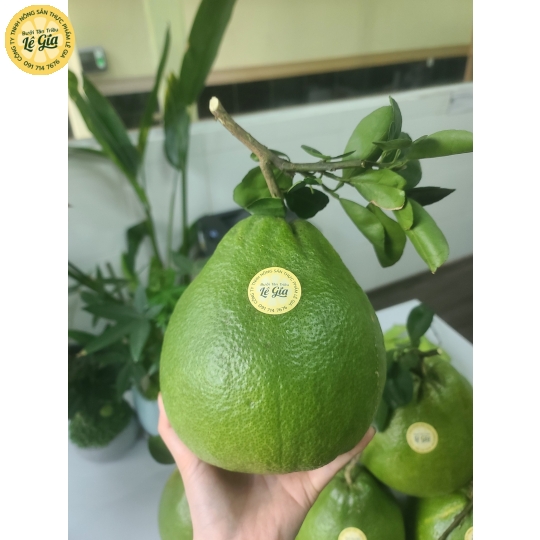 Set 6 trái bưởi Ăn Đường Lá Cam (từ 1.1kg trở lên)