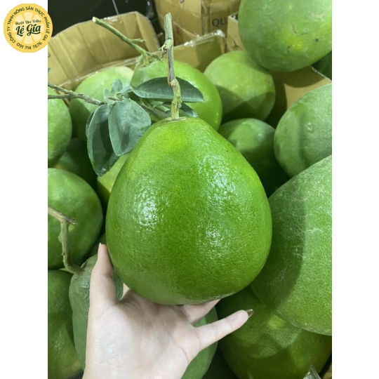 Set 12 Bưởi Ăn Đường Lá Cam (từ 1.1kg trở lên) 